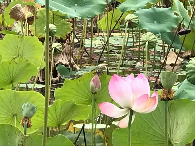柳叶谷苹果版柳叶刀两项研究发布新方案-第2张图片-太平洋在线下载